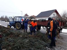 kácení a úklid vánočního stromu